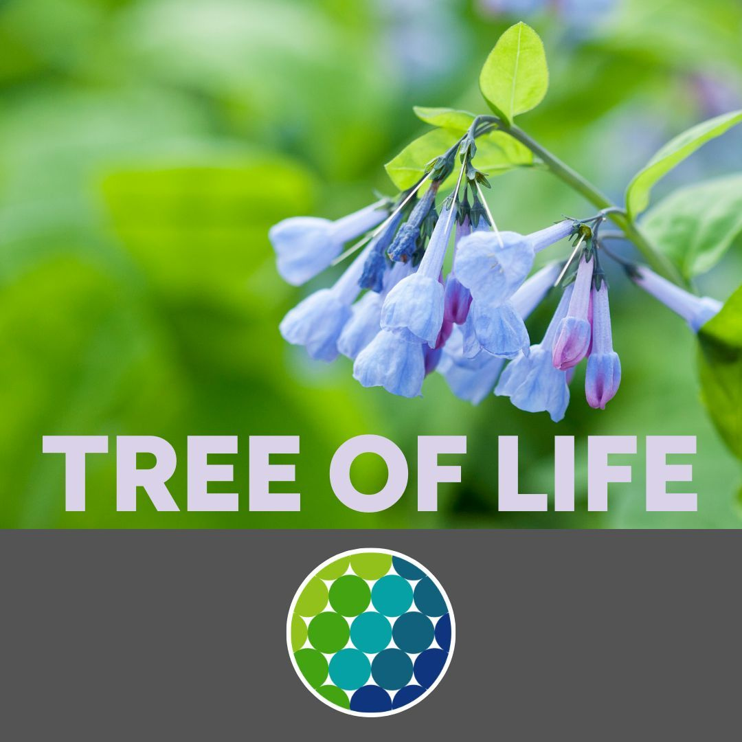 Tree of Life graphic